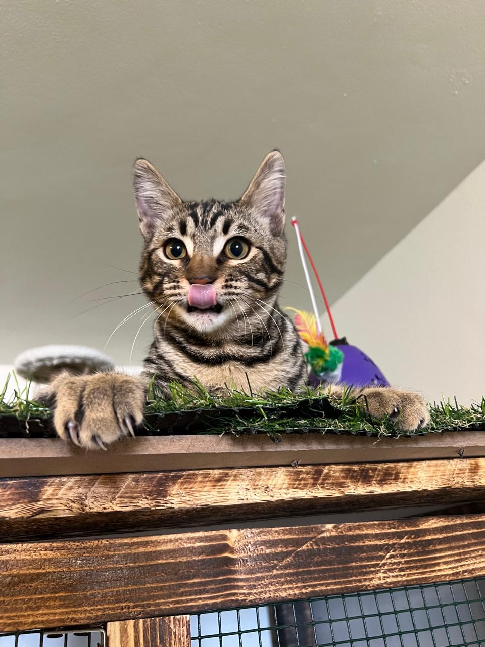 Grooming Spa