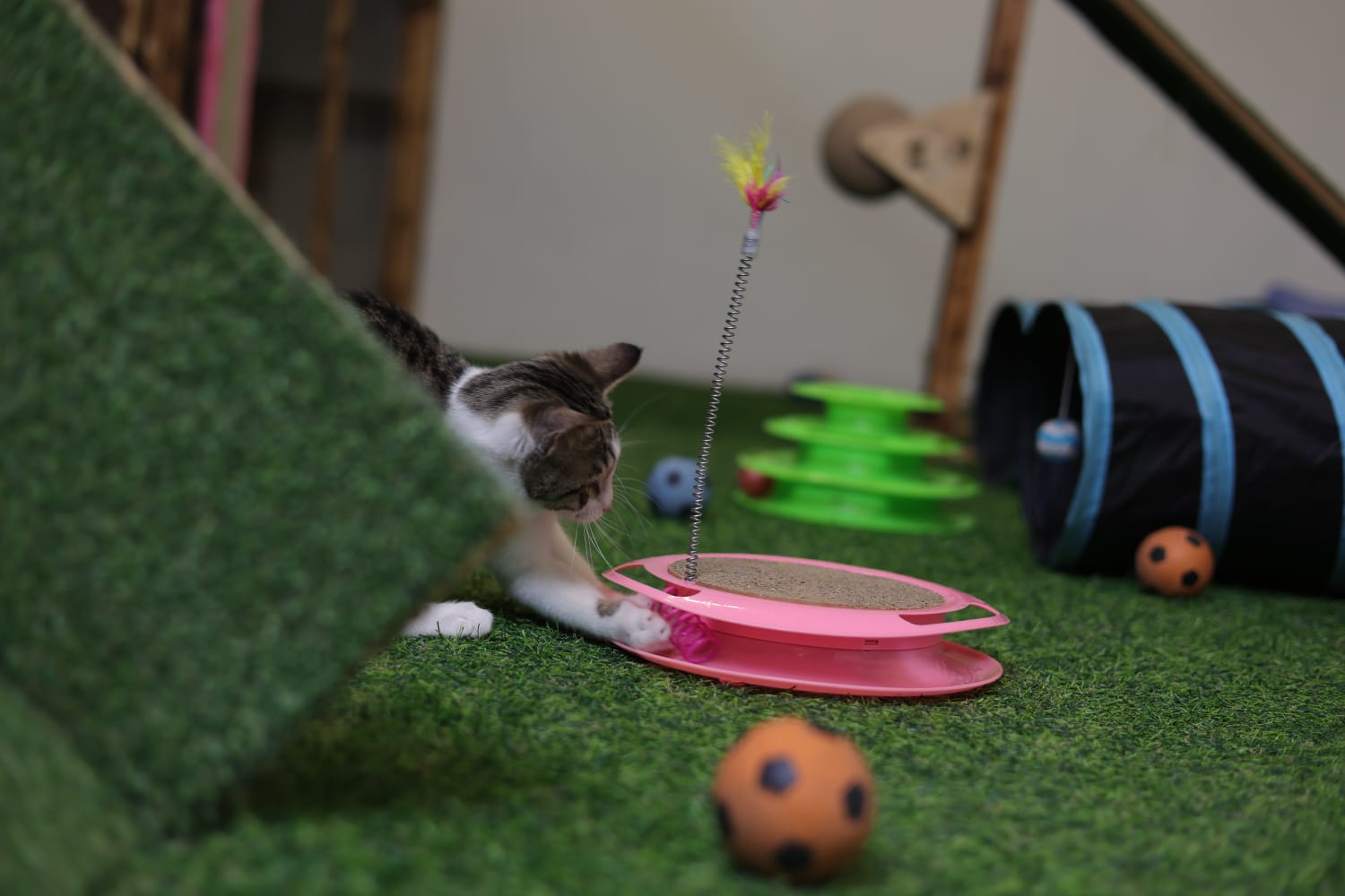About Cats Hotel & Shop