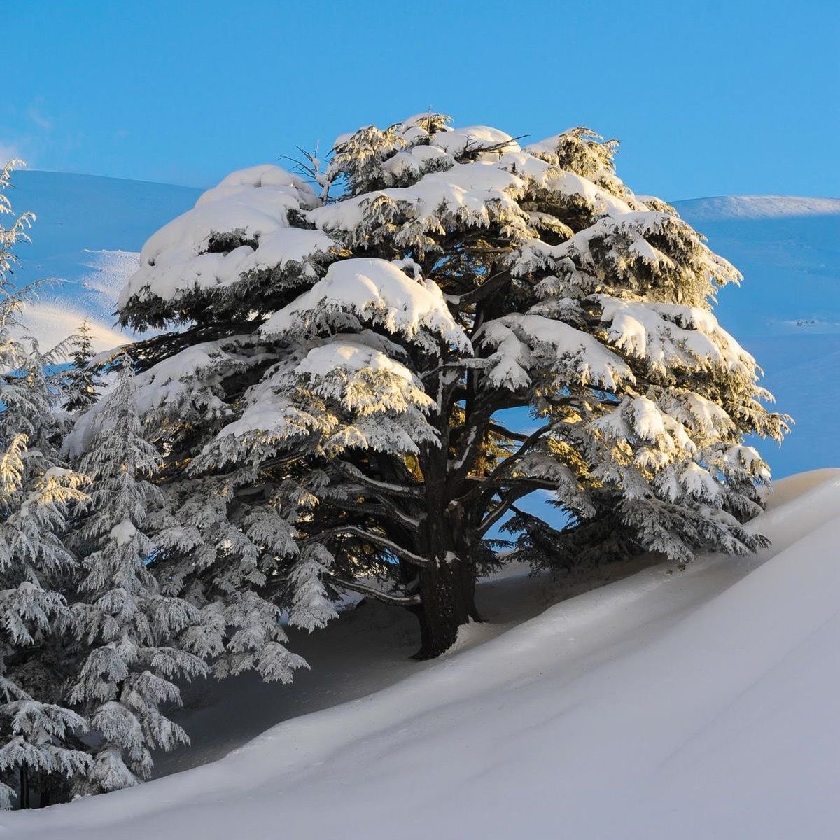 The Cedars
